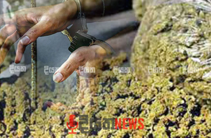 කංසා සමග සැකකරුවෙකු අත්අඩංගුවට